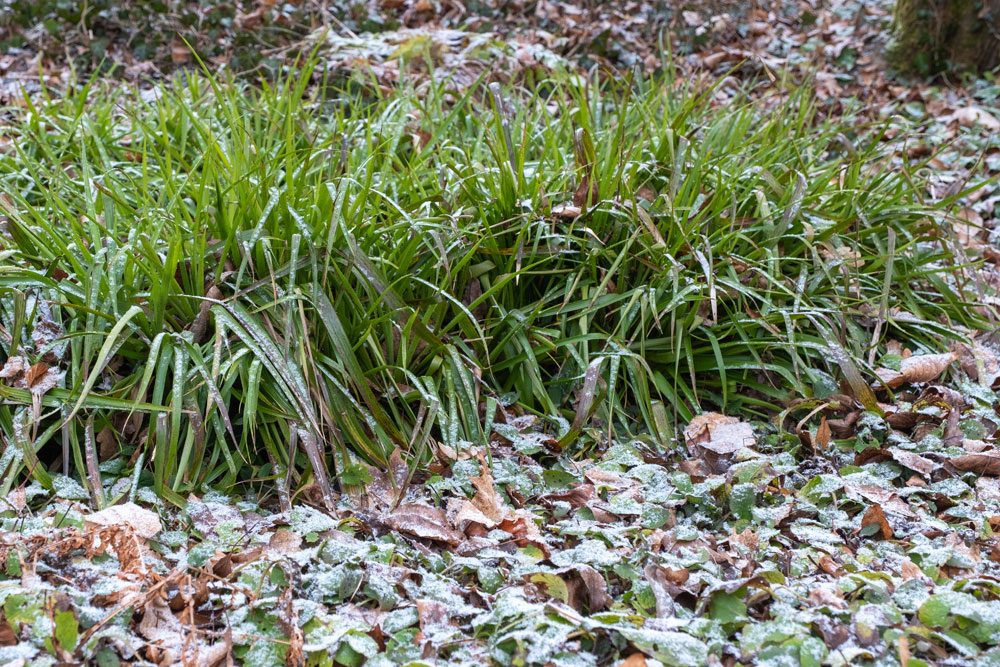 Wald Simse Wald Simse