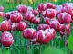 gefüllte Tulpen