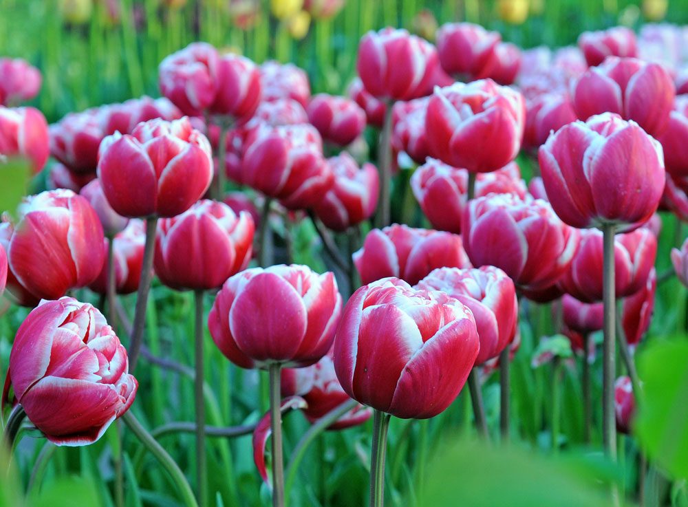 gefüllte Tulpen