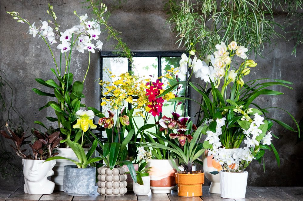 Geschichte der orchideen