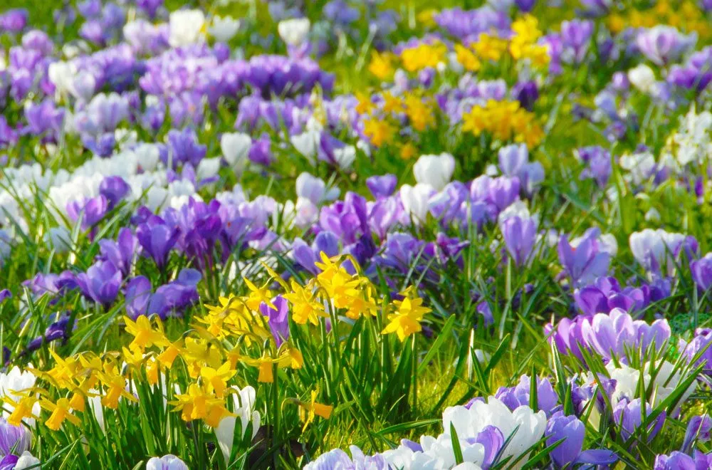 Krokusse im Frühlingsgarten