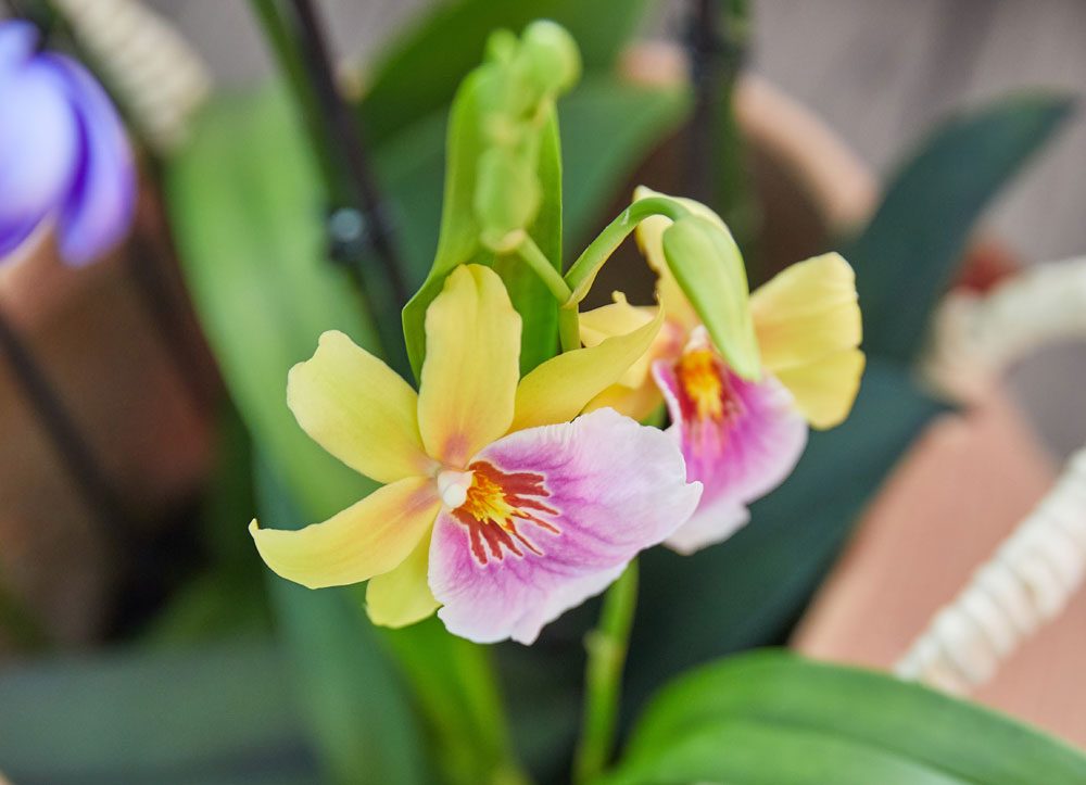 Orchideen Ursprung