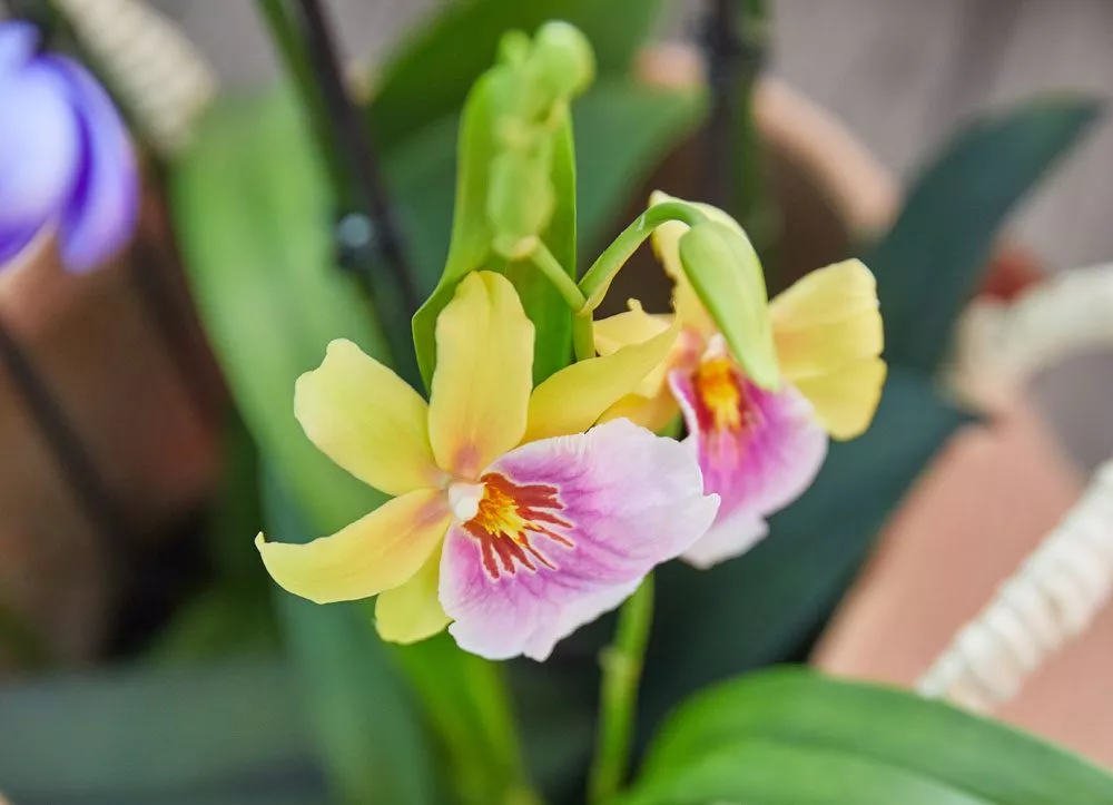 Orchideen Blüte Orchideen Ursprung