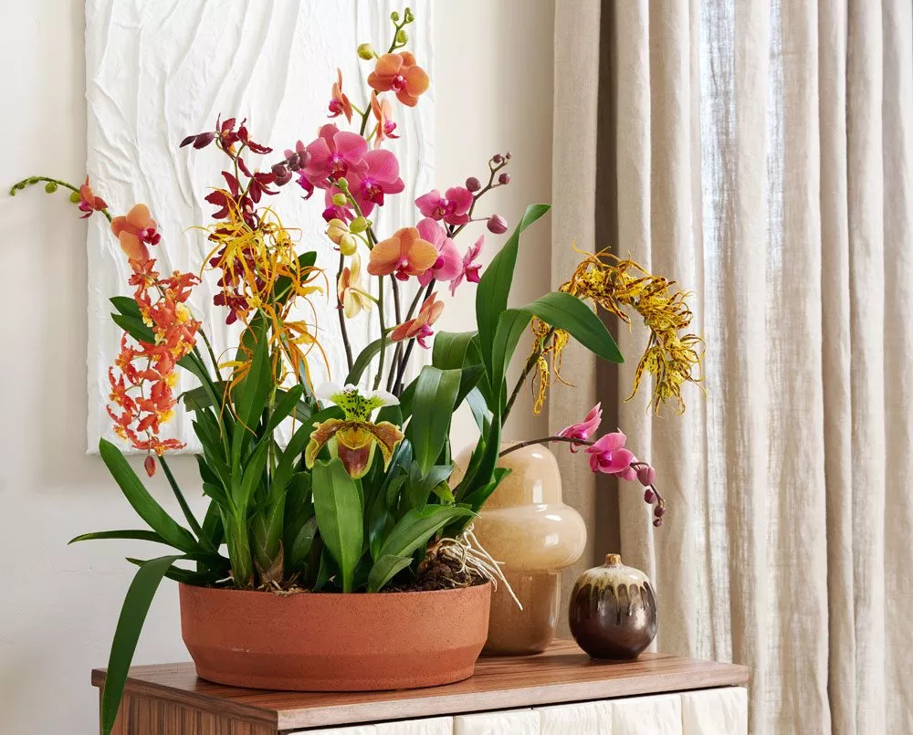 Orchideen Orchideen heute