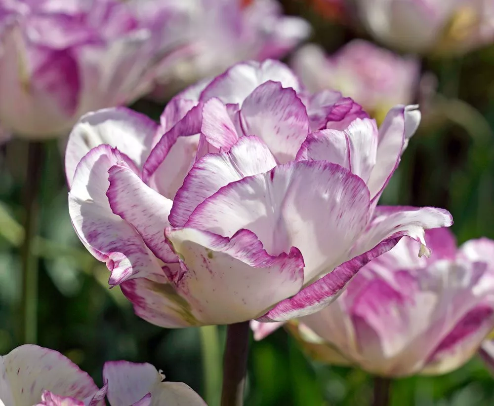 Tulpe Shirley Double