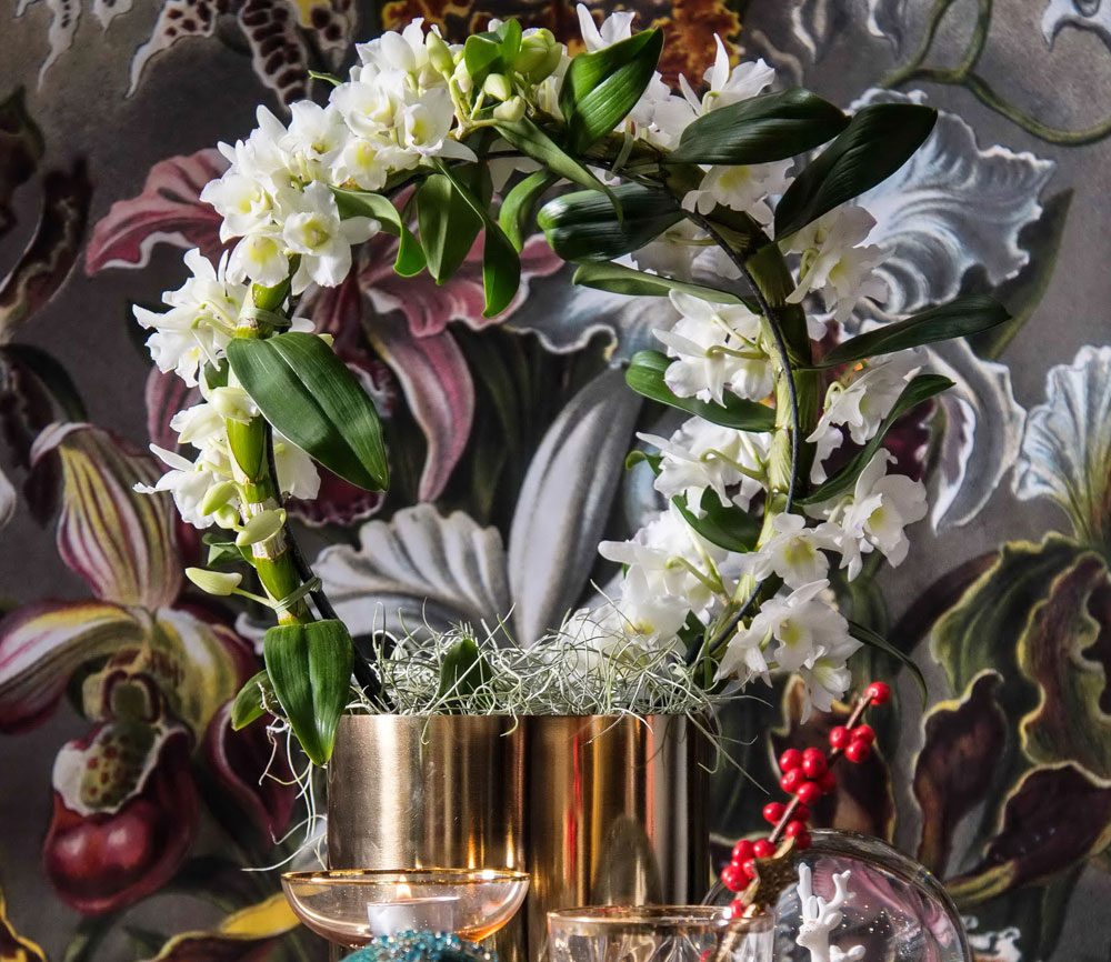 Orchideen Weihnachtsblumen helle Farben