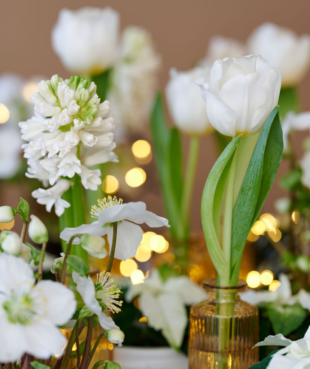 weiße Tulpen Blumen für den Advent
