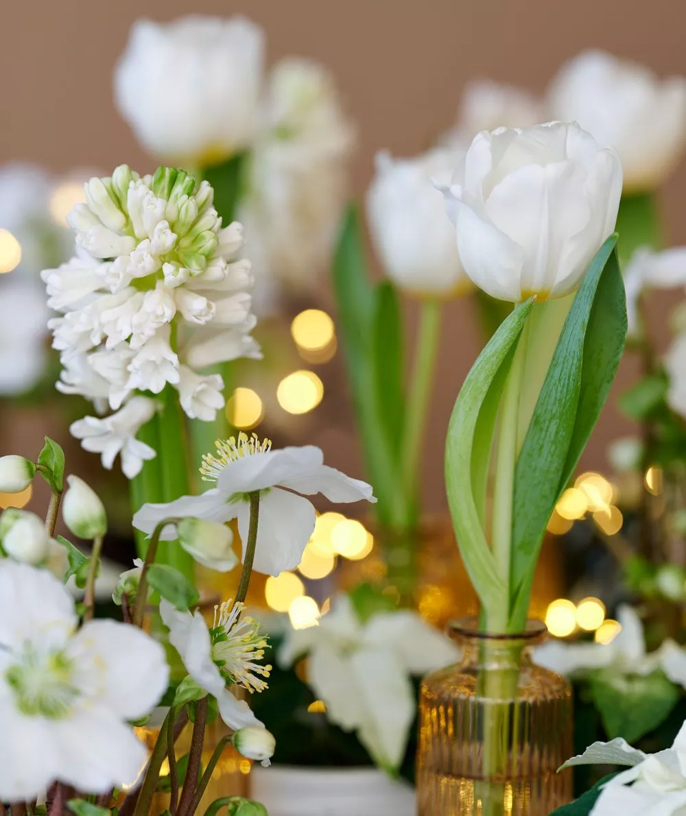 weiße Tulpen Blumen für den Advent