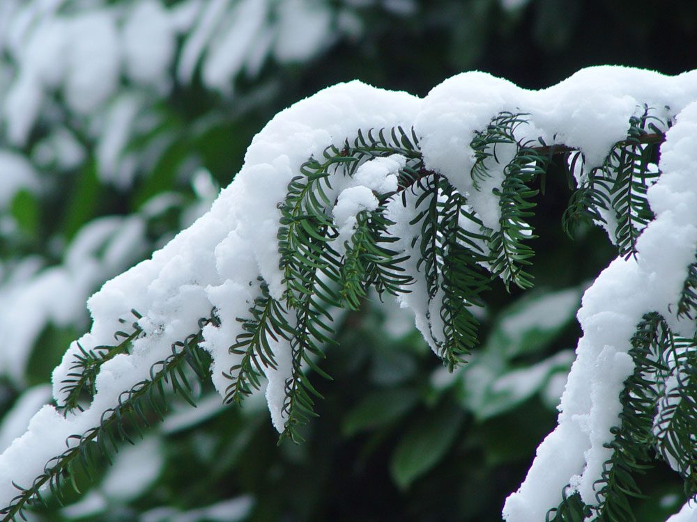 Nadelbaum mit Schnee Immergrüne Nadelbäume