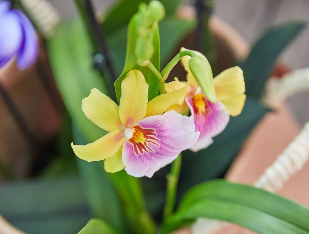 Orchideenkunde