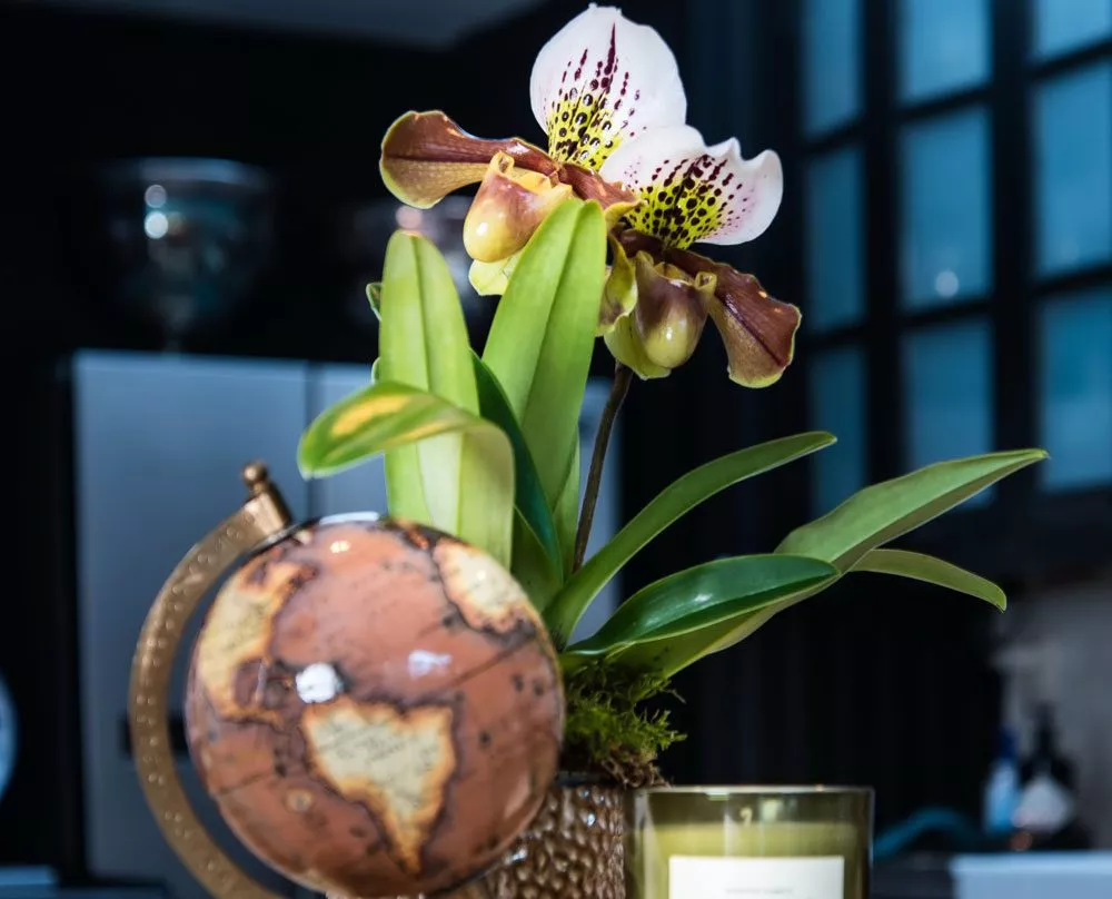 Orchideenkunde