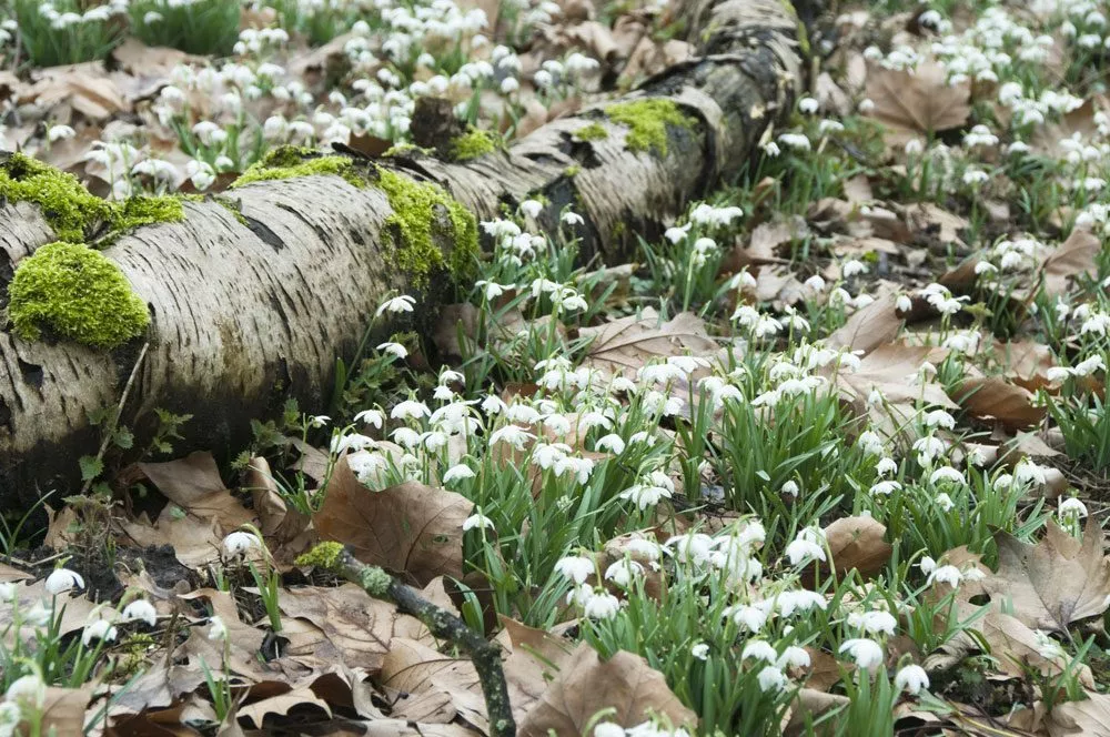 Frühlingsblüher im Janaur