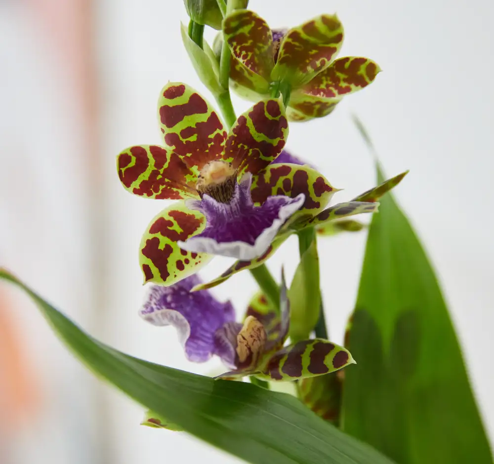 Orchideen Zygopetalum