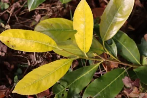 Kirschlorbeer gelbe Blätter