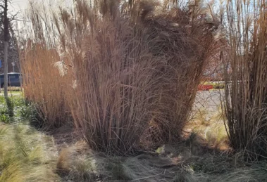 Schilfgras Miscanthus und Federgras, Stipa