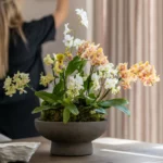 Phalaenopsis-Orchideen