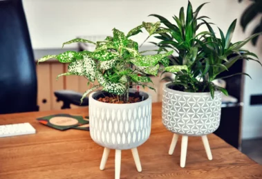 Zwei Zimmerpflanzen auf einem Schreibtisch