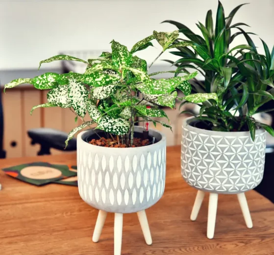 Zwei Zimmerpflanzen auf einem Schreibtisch