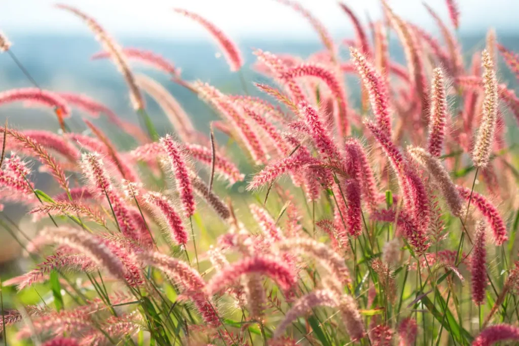 Die Alternative zu Gras ist Gras - Für weniger Aufwand und mehr Lebensraum
