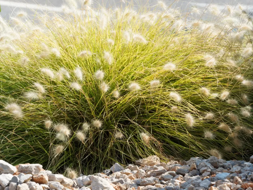 Die Alternative zu Gras ist Gras - Für weniger Aufwand und mehr Lebensraum