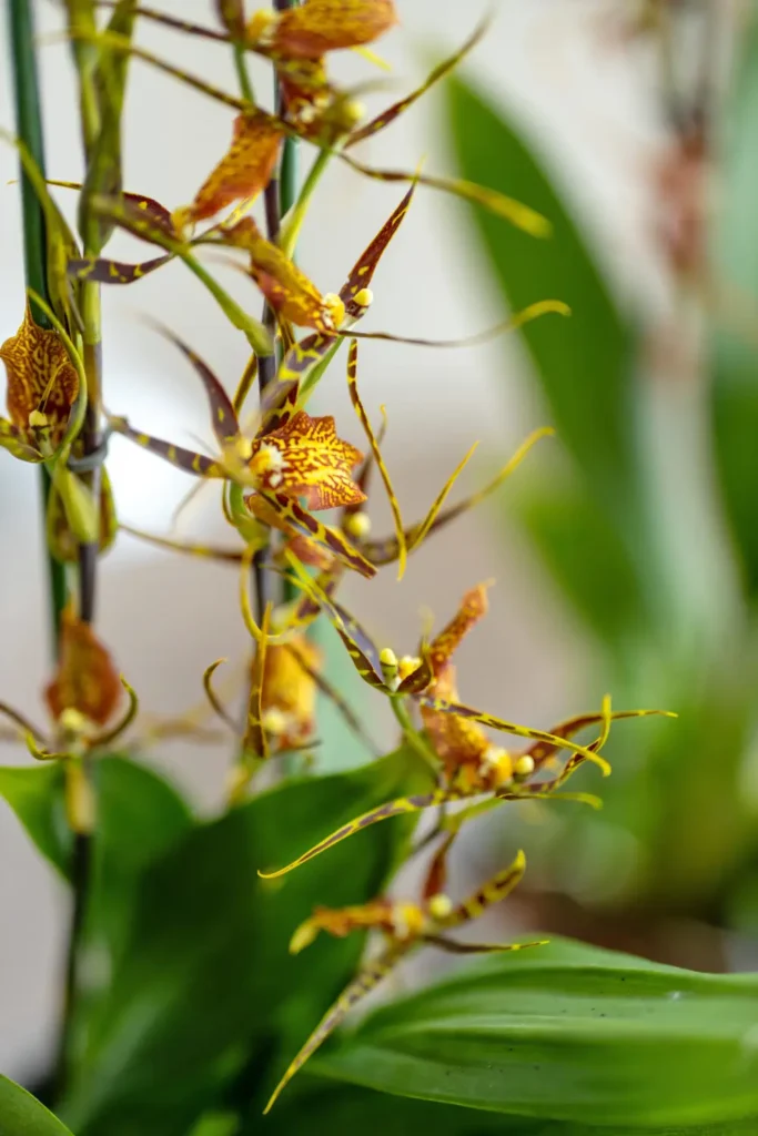 Nahaufnahme Brassia-Orchidee