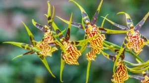Tierisch interessante Orchideenblüten