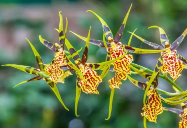 Tierisch interessante Orchideenblüten
