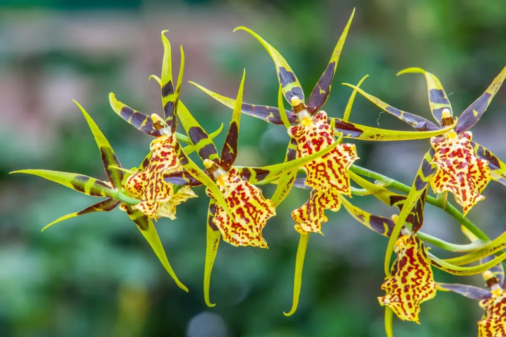 Tierisch interessante Orchideenblüten