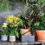 Orchideen für das Outdoor-Sommerzimmer