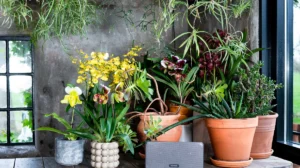 Orchideen für das Outdoor-Sommerzimmer