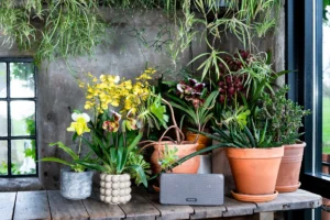 Orchideen für das Outdoor-Sommerzimmer