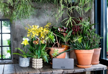 Orchideen für das Outdoor-Sommerzimmer
