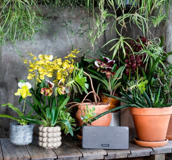 Orchideen für das Outdoor-Sommerzimmer