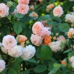 Können Rosen eigentlich klettern? Warum Kletterrosen Unterstützung brauchen
