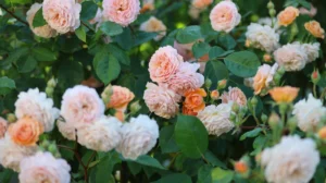 Können Rosen eigentlich klettern? Warum Kletterrosen Unterstützung brauchen