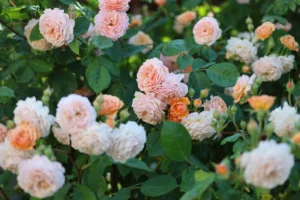 Können Rosen eigentlich klettern? Warum Kletterrosen Unterstützung brauchen
