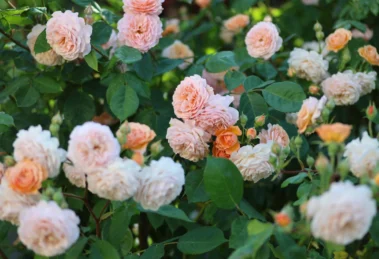 Können Rosen eigentlich klettern? Warum Kletterrosen Unterstützung brauchen