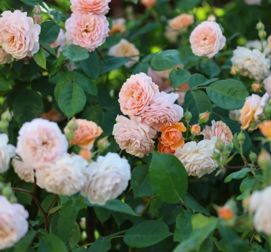 Können Rosen eigentlich klettern? Warum Kletterrosen Unterstützung brauchen