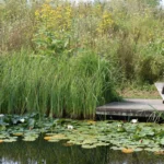 Wasserträume im Garten: Vielseitig, schön und naturnah