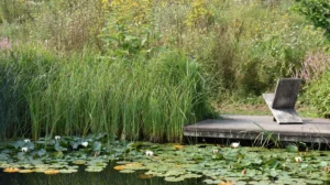 Wasserträume im Garten: Vielseitig, schön und naturnah