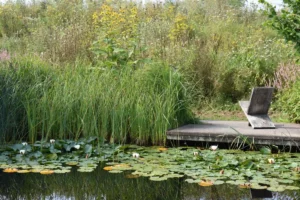 Wasserträume im Garten: Vielseitig, schön und naturnah