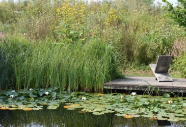 Wasserträume im Garten: Vielseitig, schön und naturnah