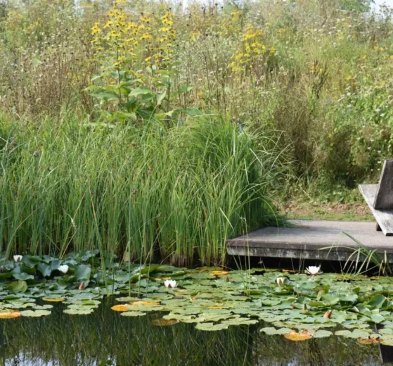 Wasserträume im Garten: Vielseitig, schön und naturnah