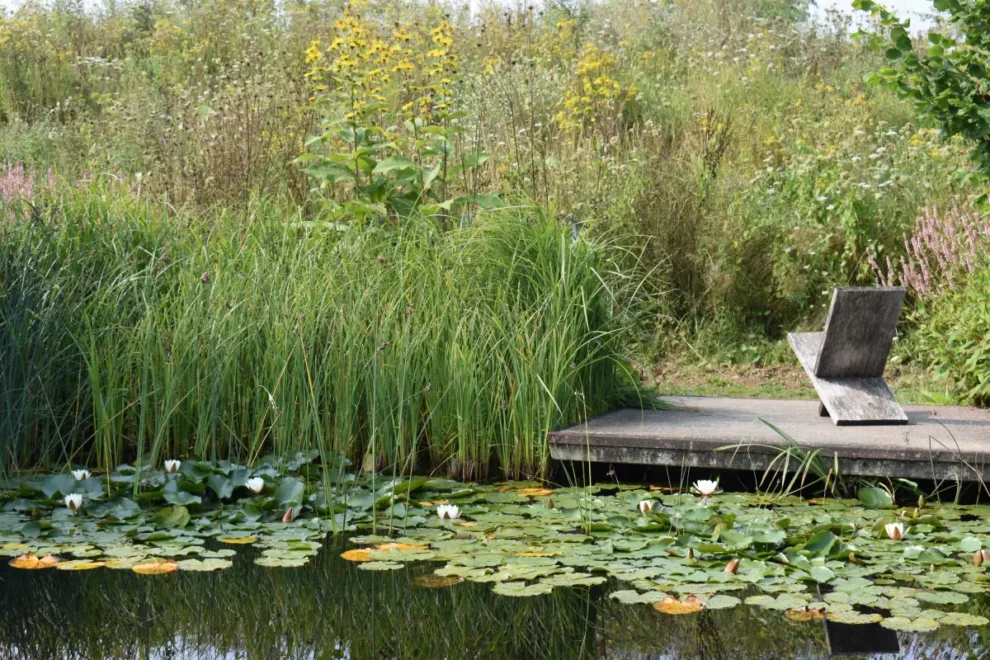 Wasserträume im Garten: Vielseitig, schön und naturnah
