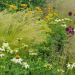 Hitze und Trockenheit im Garten? Mit den richtigen Pflanzen kein Problem
