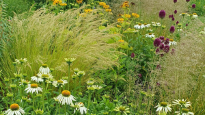 Hitze und Trockenheit im Garten? Mit den richtigen Pflanzen kein Problem
