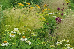 Hitze und Trockenheit im Garten? Mit den richtigen Pflanzen kein Problem