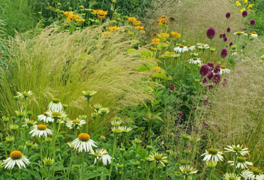 Hitze und Trockenheit im Garten? Mit den richtigen Pflanzen kein Problem