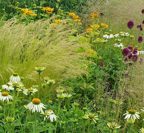 Hitze und Trockenheit im Garten? Mit den richtigen Pflanzen kein Problem