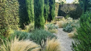 Hitzekünstler im Garten: Spannende Strategien gegen Trockenheit